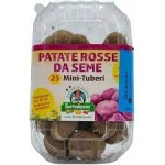 Mini Tuberi Lily Rose X 25 Pz (Rossa)